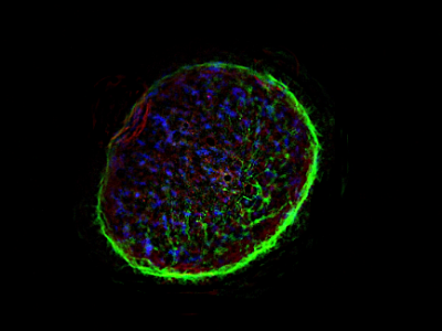 CD44
(WHOLE MOUNT)